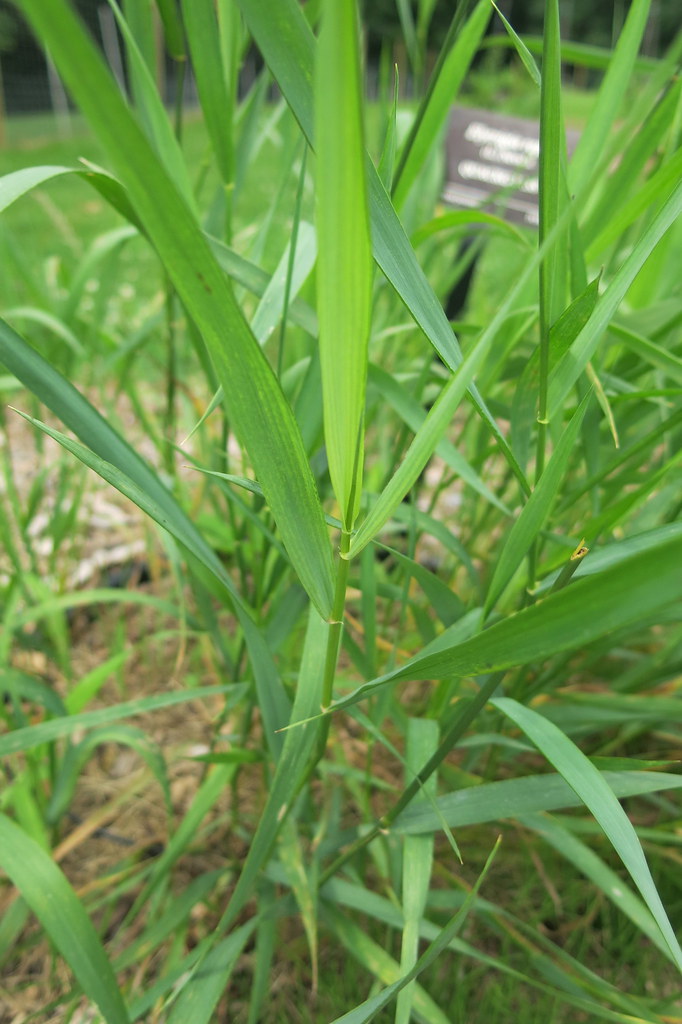 Control Quackgrass In Your Lawn Live Your Best Lawn